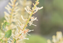 Gran Sabana flower 022 (Proteaceae)