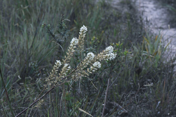 Lindmania guianensis