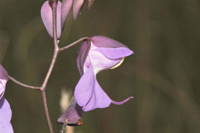 Bladderwort (Utricularia humboldtii)