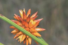 Stegolepis guianensis