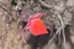 Bladderwort (Utricularia quelchii)