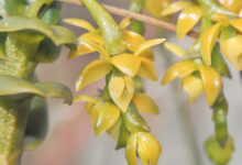 Epidendrum alsum