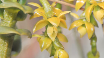 Epidendrum alsum