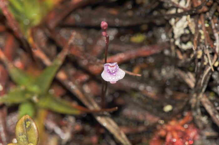 Bladderwort (Utricularia sp)