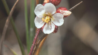 Roraima Sundew (Drosera roraimae)