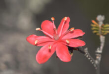 Roraima heather (Ledothamnus sessiliflorus)