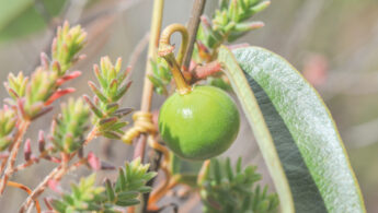 Passiflora angusta
