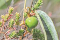 Passiflora angusta