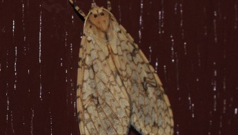 Gran Sabana butterfly 006