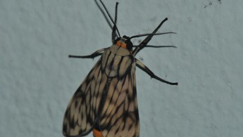 Gran Sabana butterfly 007