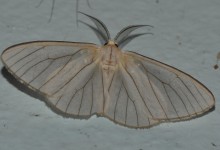 Gran Sabana butterfly 009