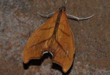 Gran Sabana butterfly 011
