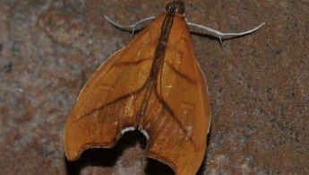 Gran Sabana butterfly 011