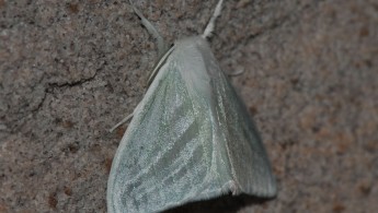 Gran Sabana butterfly 013