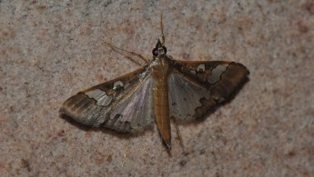Gran Sabana butterfly 017