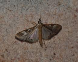 Gran Sabana butterfly 017