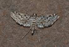 Gran Sabana butterfly 019