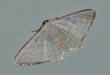 Gran Sabana butterfly 021