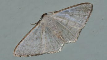 Gran Sabana butterfly 021