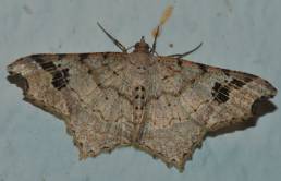 Gran Sabana butterfly 022
