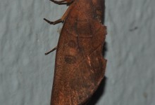 Gran Sabana butterfly 023