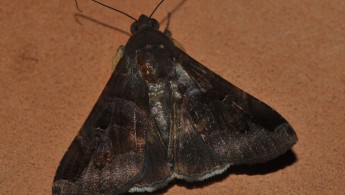 Gran Sabana butterfly 024