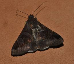 Gran Sabana butterfly 024
