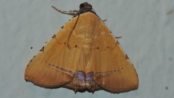 Gran Sabana butterfly 025