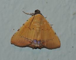 Gran Sabana butterfly 025