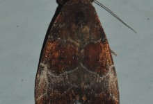 Gran Sabana butterfly 026