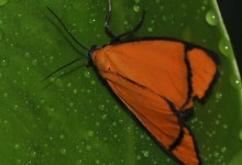 Gran Sabana butterfly 027