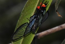 Octauius Swordtail (Chorinea octauius)