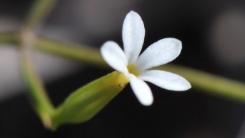 Curtia tenuifolia