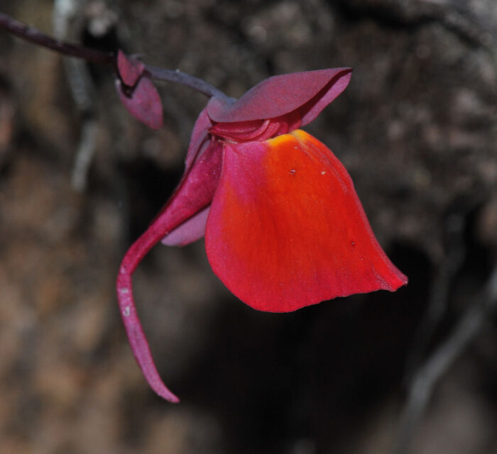 Bladderwort (Utricularia quelchii)