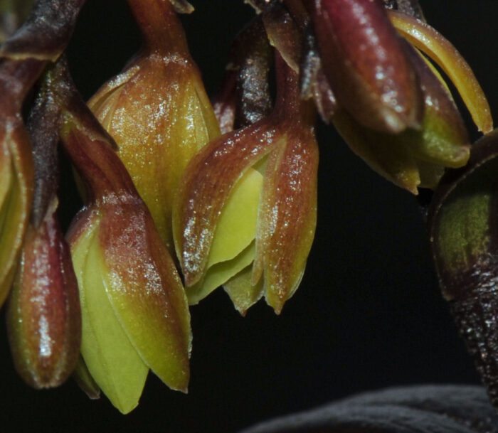 Epidendrum imthurnii