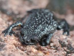 Roraima bush toad (Oreophrynella quelchii)
