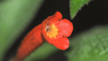 Centrosolenia porphyrotricha