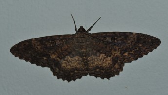 Gran Sabana butterfly 001