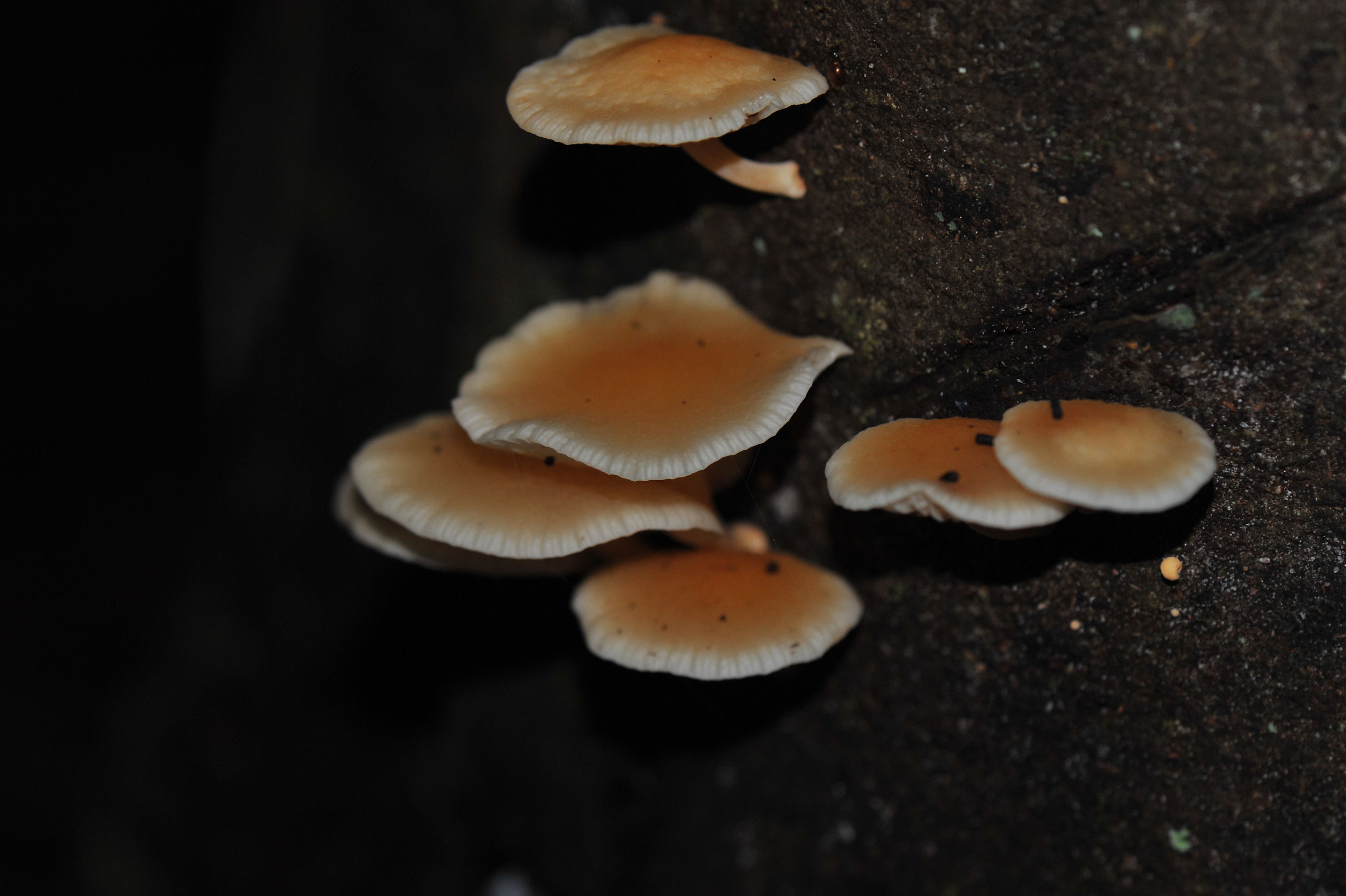 Angel Falls mushroom