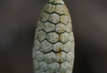 Skogsnelle (Equisetum sylvaticum)