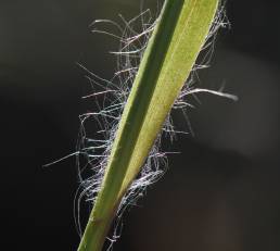 Hårfrytle (Luzula pilosa)