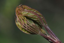 Spisslønn (Acer platanoides)