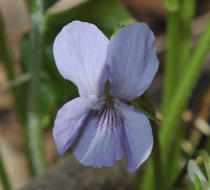 Krattfiol (Viola mirabilis)