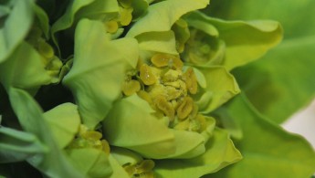 Strandvortemelk (Euphorbia palustris)