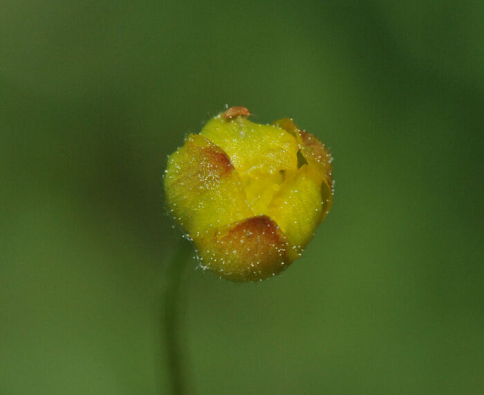 Nyresoleie (Ranunculus auricomus)