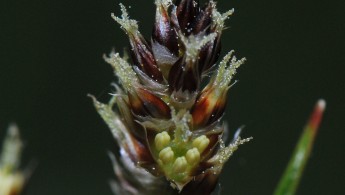 Engfrytle (Luzula multiflora ssp multiflora)