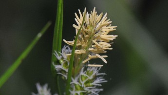 Bleikstarr (Carex palescens)