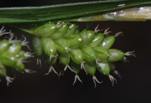 Bleikstarr (Carex pallescens)