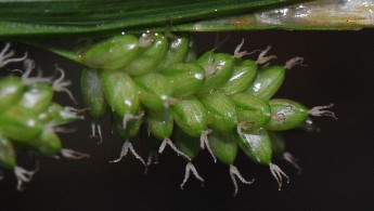 Bleikstarr (Carex pallescens)