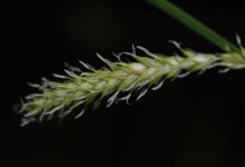 Sennegras (Carex vesicaria)